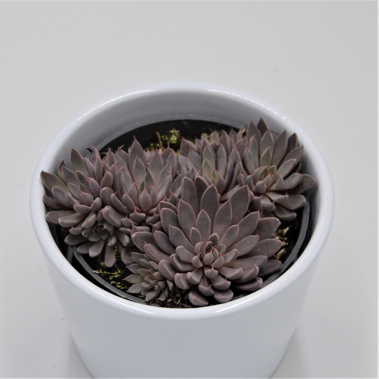 Graptopetalum rusbyi - 8,5cm