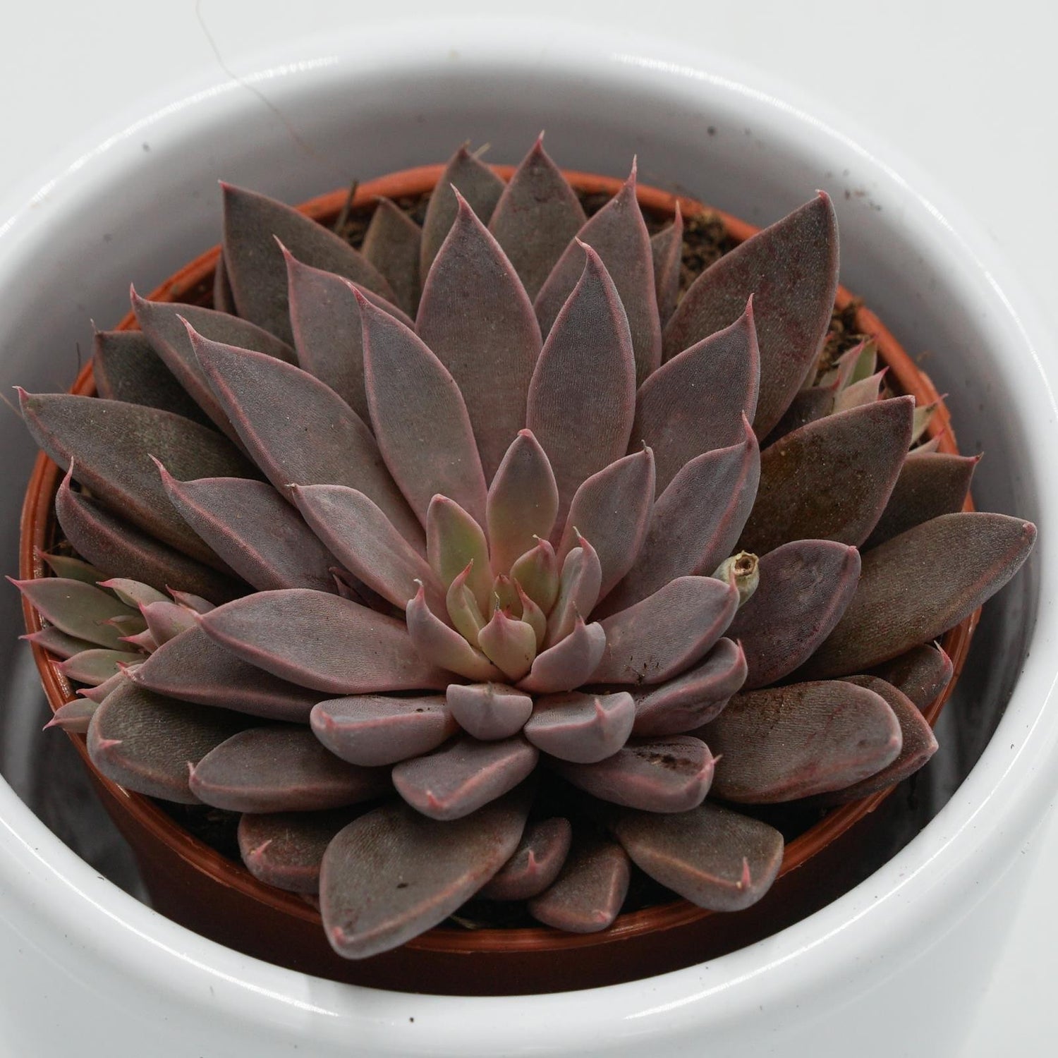 Graptopetalum rusbyi - 6cm