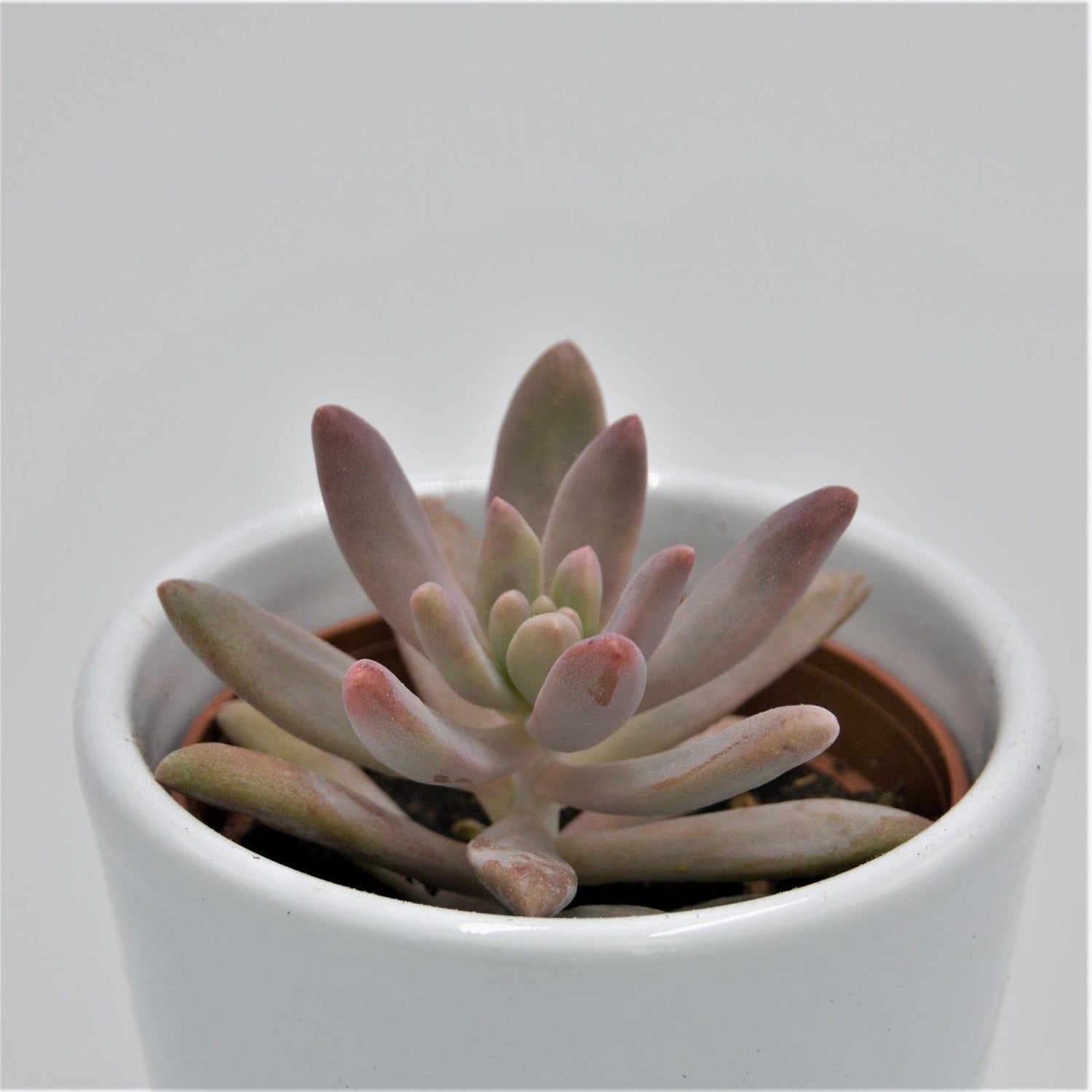 Graptosedum Darley Sunshine - 6cm