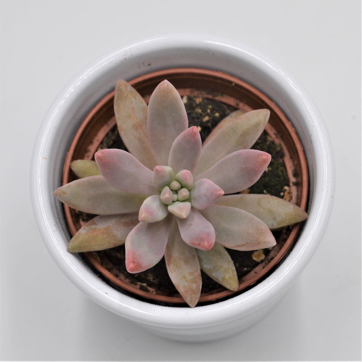 Graptosedum Darley Sunshine - 6cm