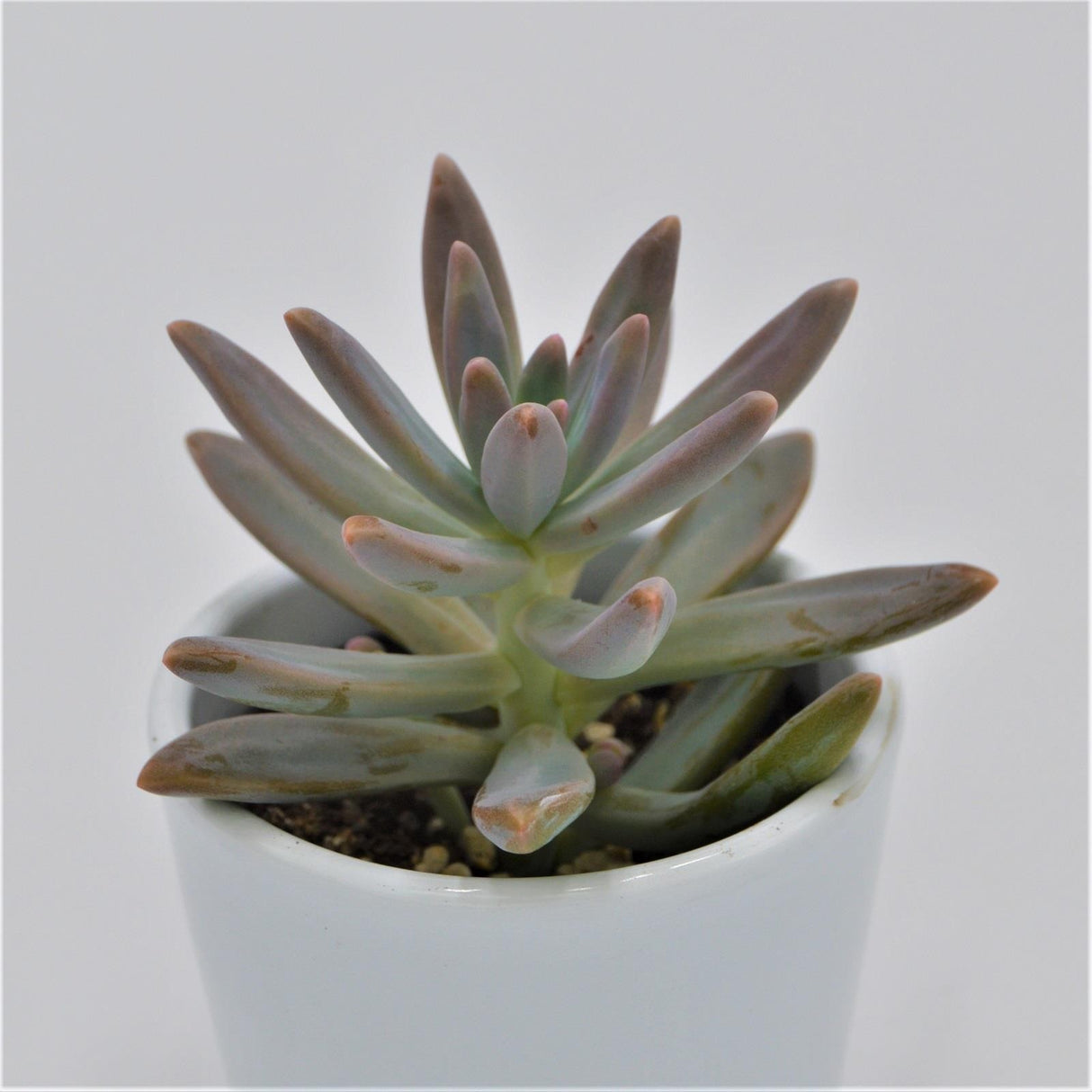 Graptosedum Francesco Baldi - 6cm