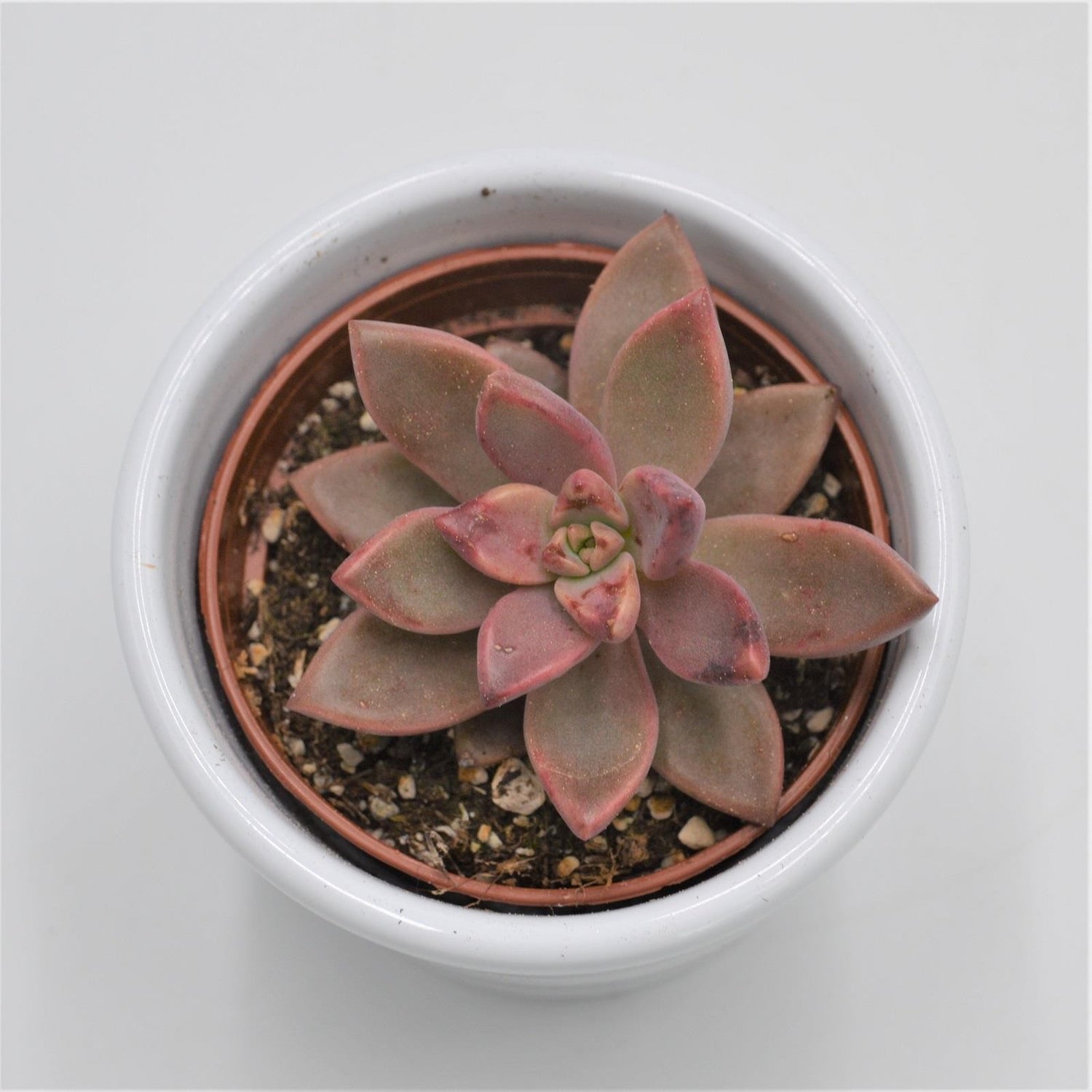 Graptosedum Vera Higgins - 6cm