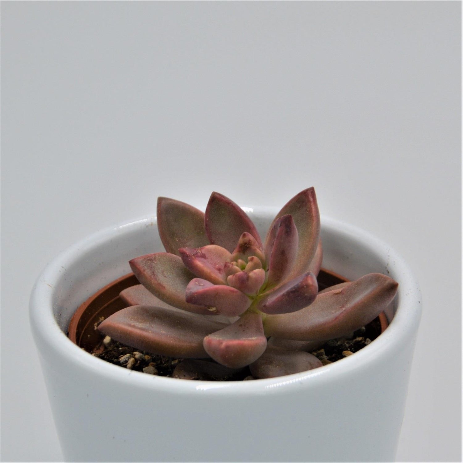 Graptosedum Vera Higgins - 6cm