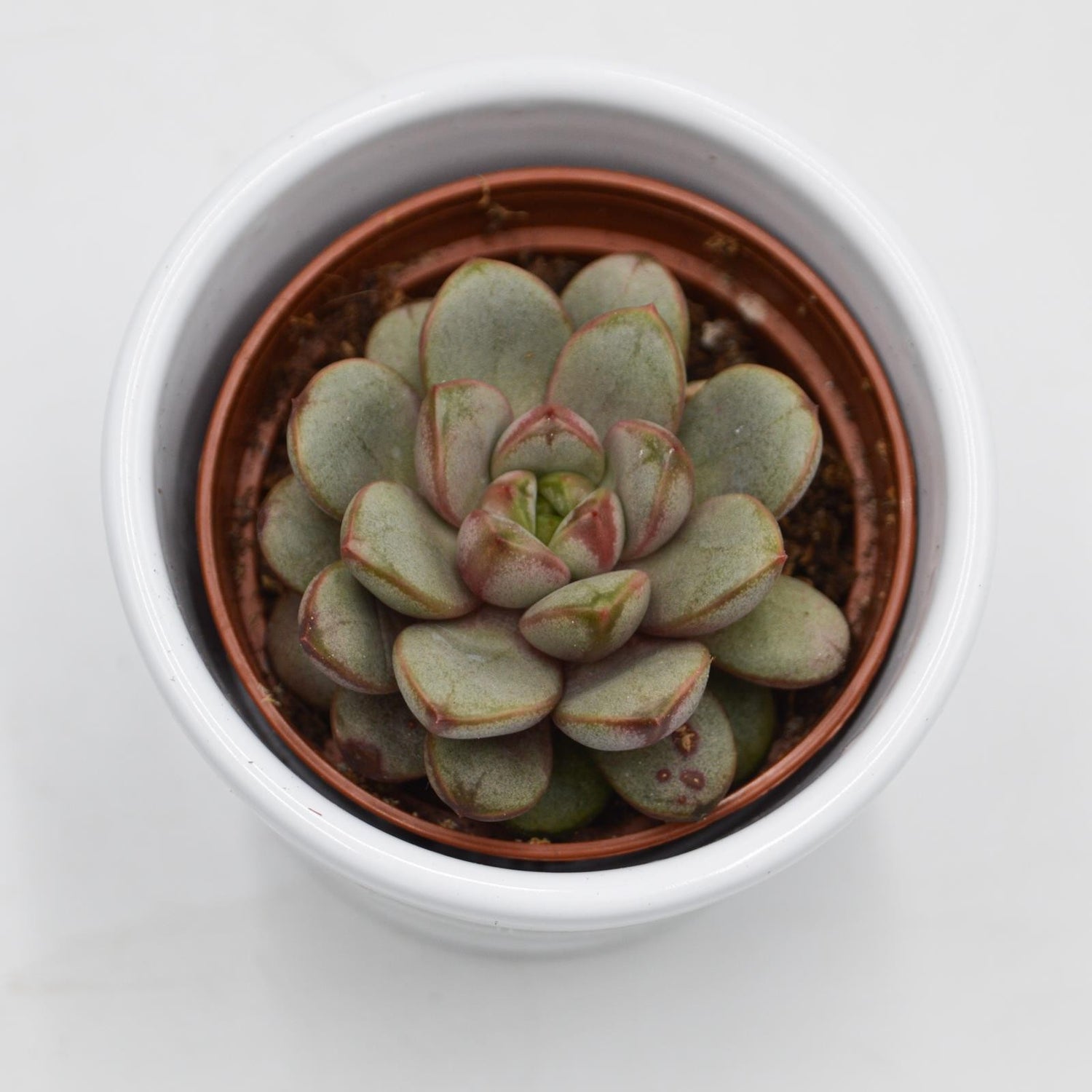 x Graptoveria Amethorum - 6cm