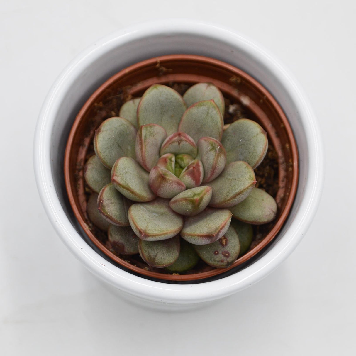 x Graptoveria Amethorum - 6cm