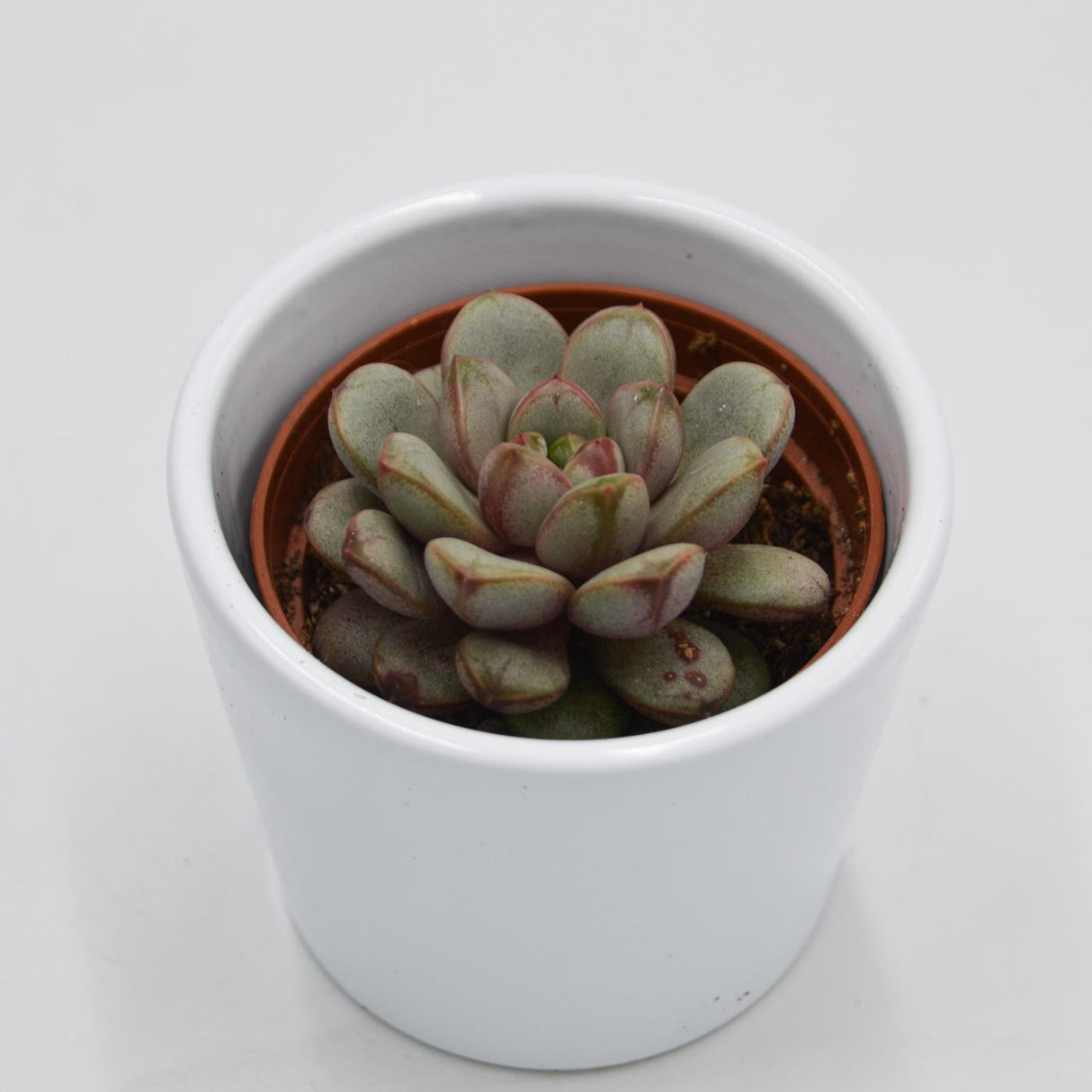 x Graptoveria Amethorum - 6cm