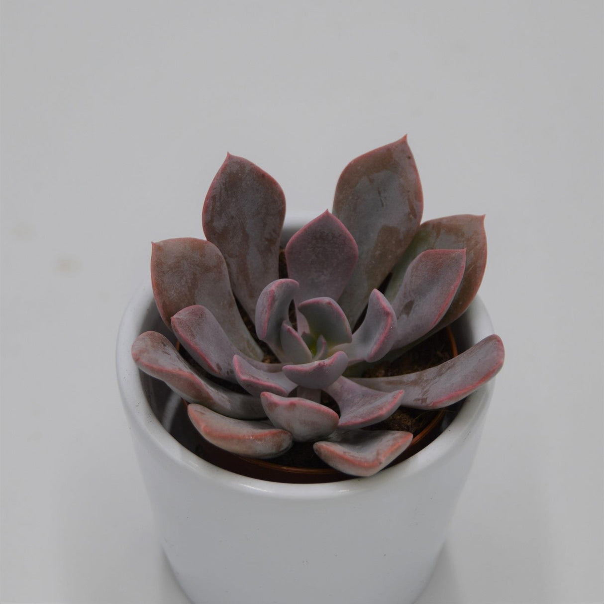 x Graptoveria Debbie - 5,5cm