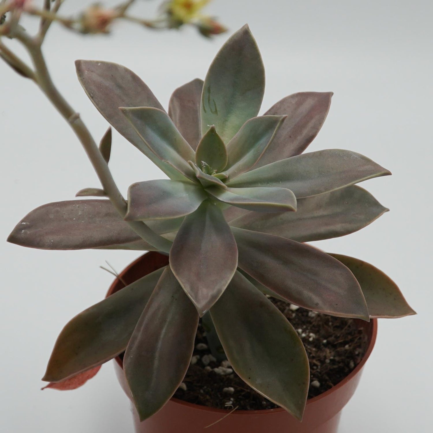 x Graptoveria Fred Ives - 14cm