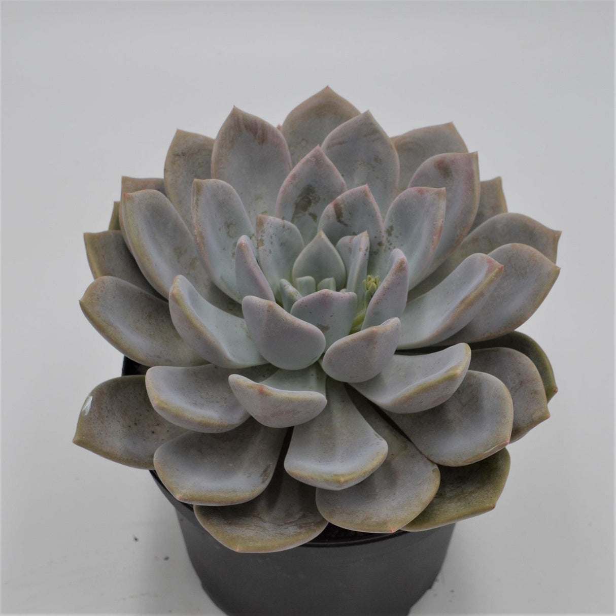 x Graptoveria Opalina - 15cm