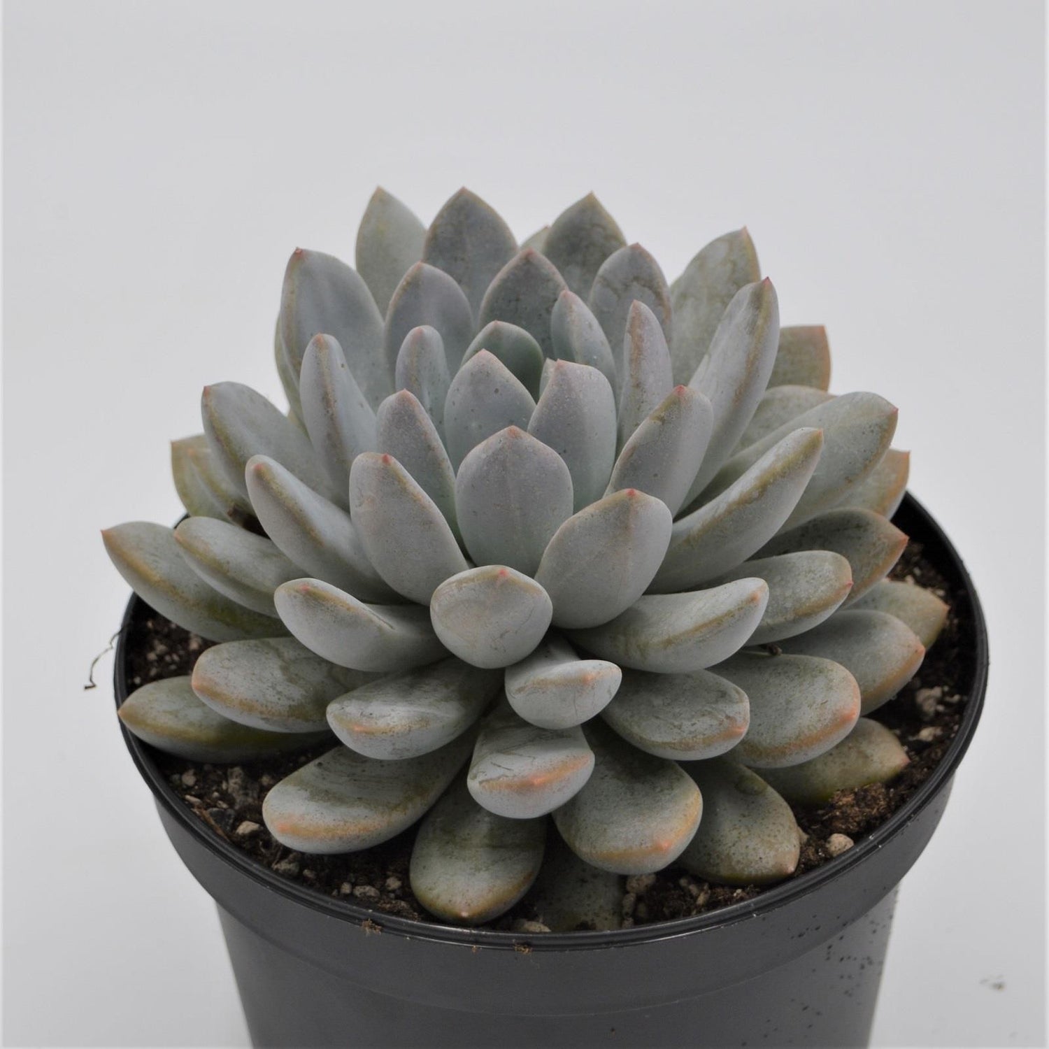 x Pachyveria - 15cm