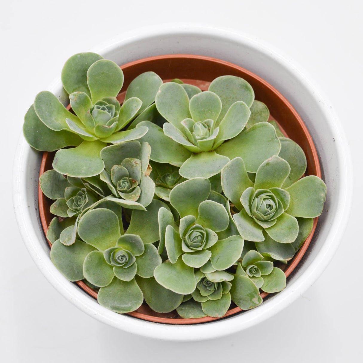 Greenovia diplocycla - 12cm