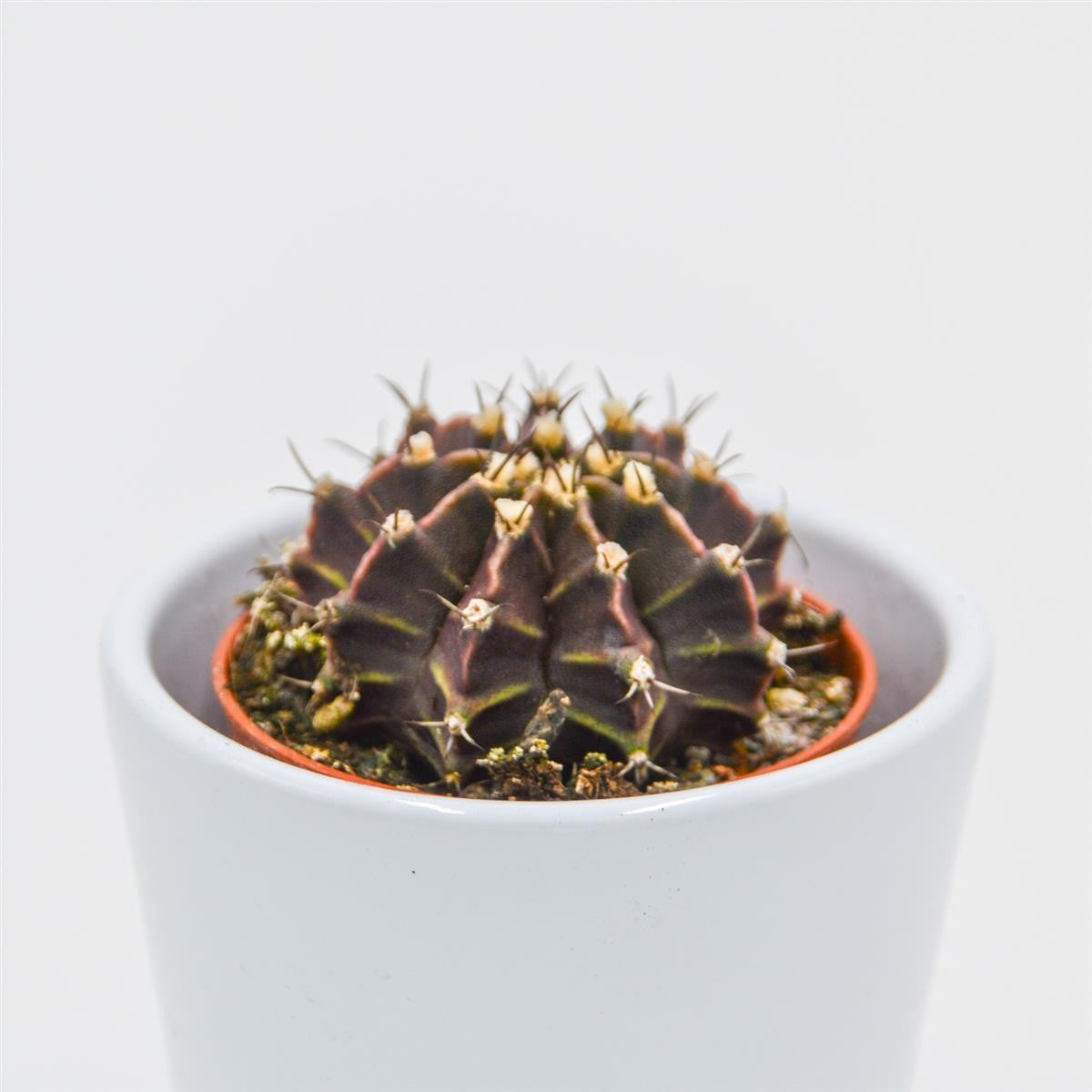 Gymnocalycium friedrichii - 5,5cm