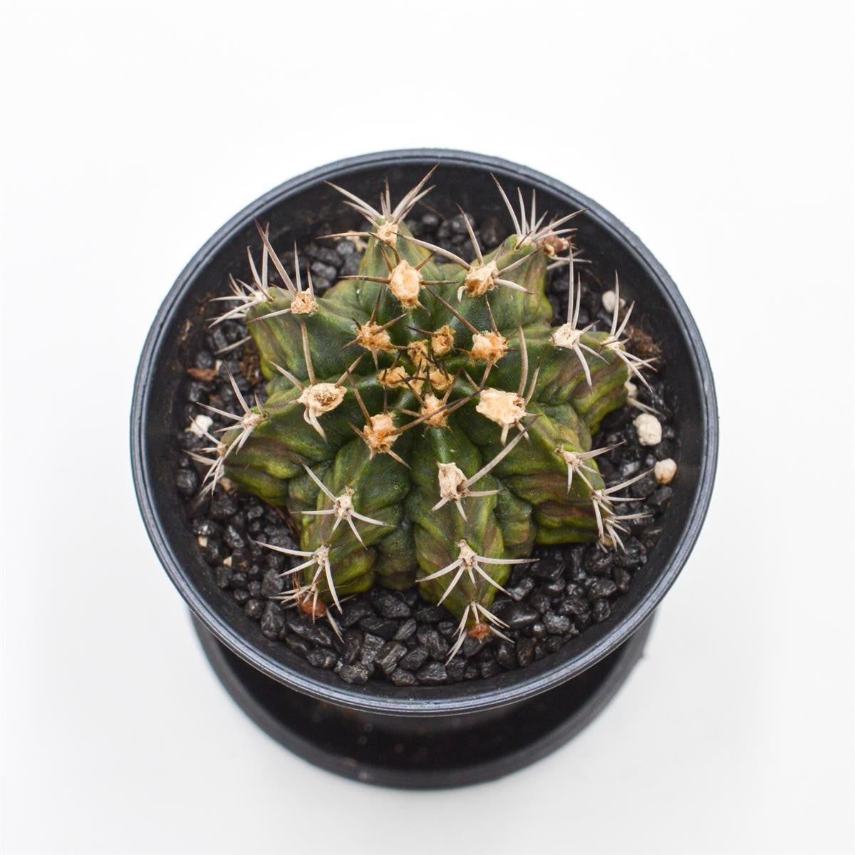 Gymnocalycium mihanovichii T-Rex - 8cm