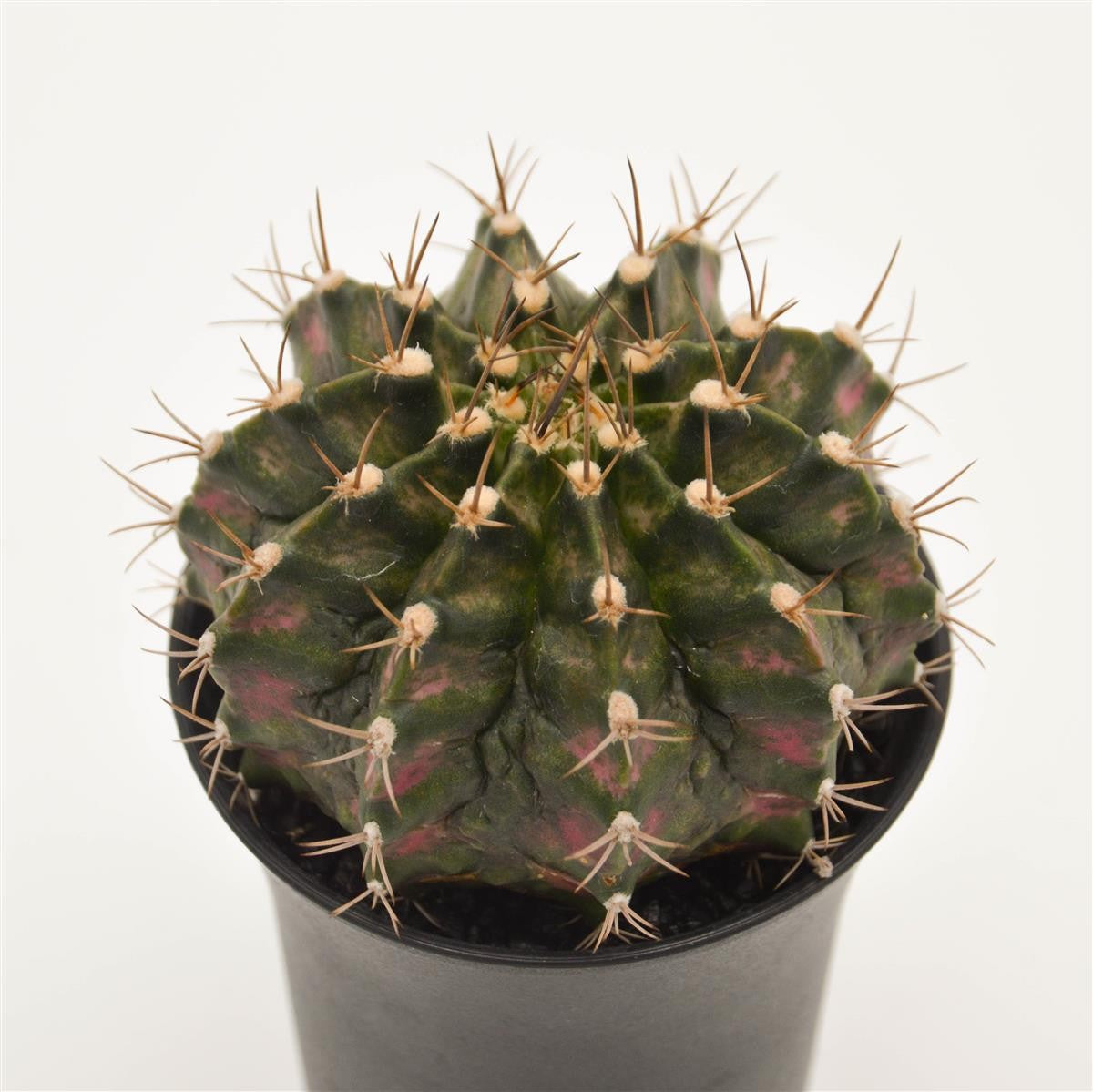 Gymnocalycium mihanovichii T-Rex Pink- 8cm