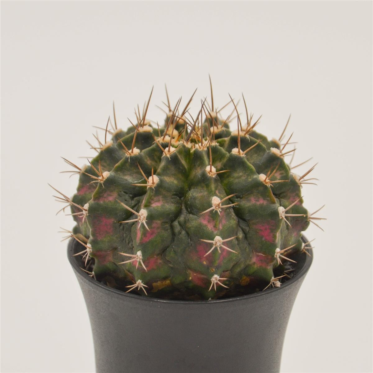 Gymnocalycium mihanovichii T-Rex Pink- 8cm