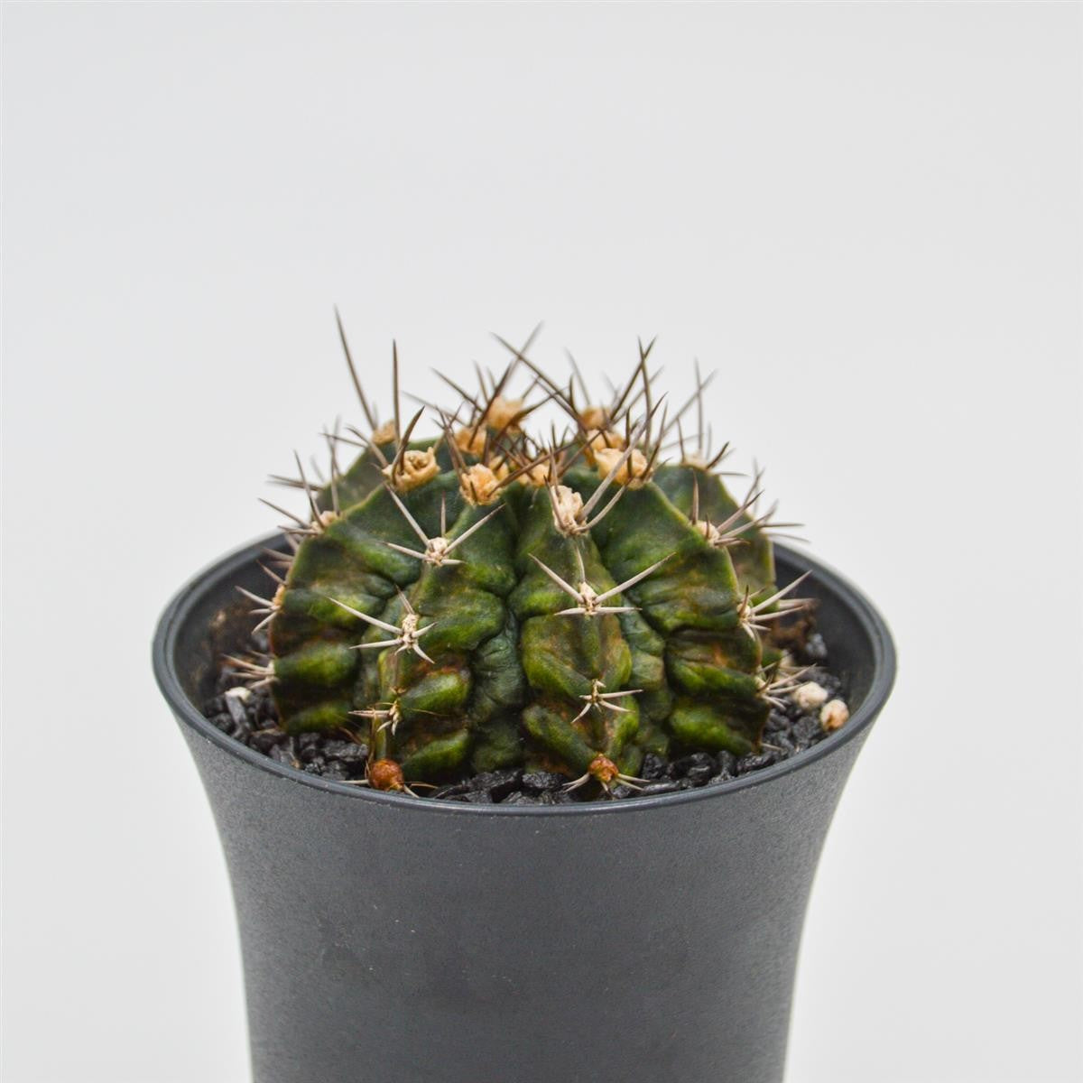 Gymnocalycium mihanovichii T-Rex - 8cm