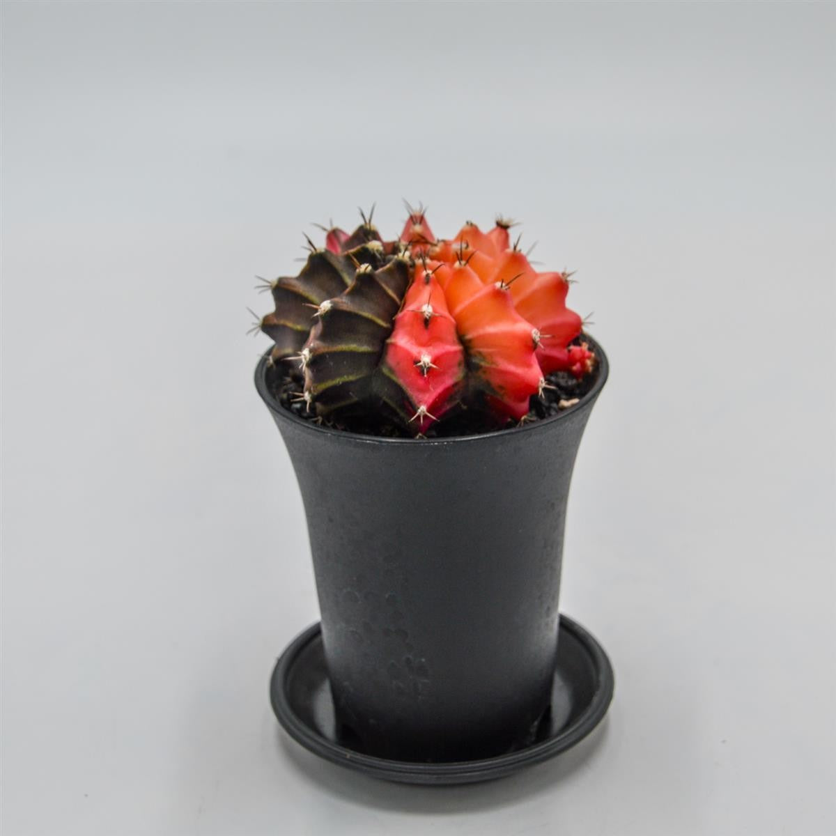 Gymnocalycium mihanovichii f. variegata - 8cm