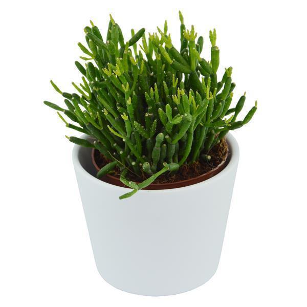 Hatiora bambusoides - 6cm