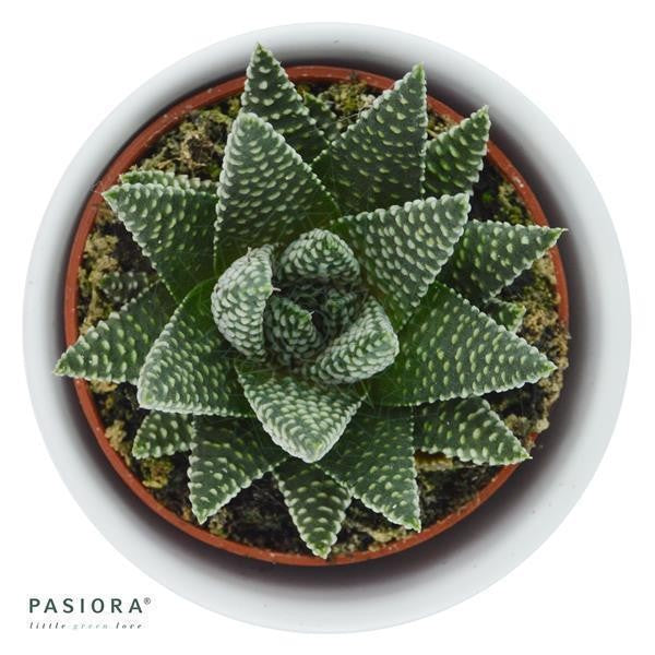 Haworthia fasciata Albert - 6cm