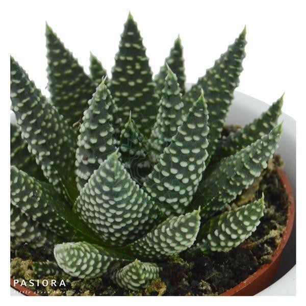 Haworthia fasciata Albert - 6cm