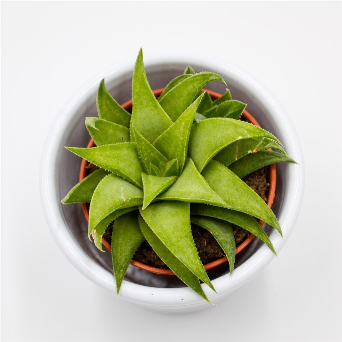 Haworthia angustifolia var. baylissii - 5,5cm
