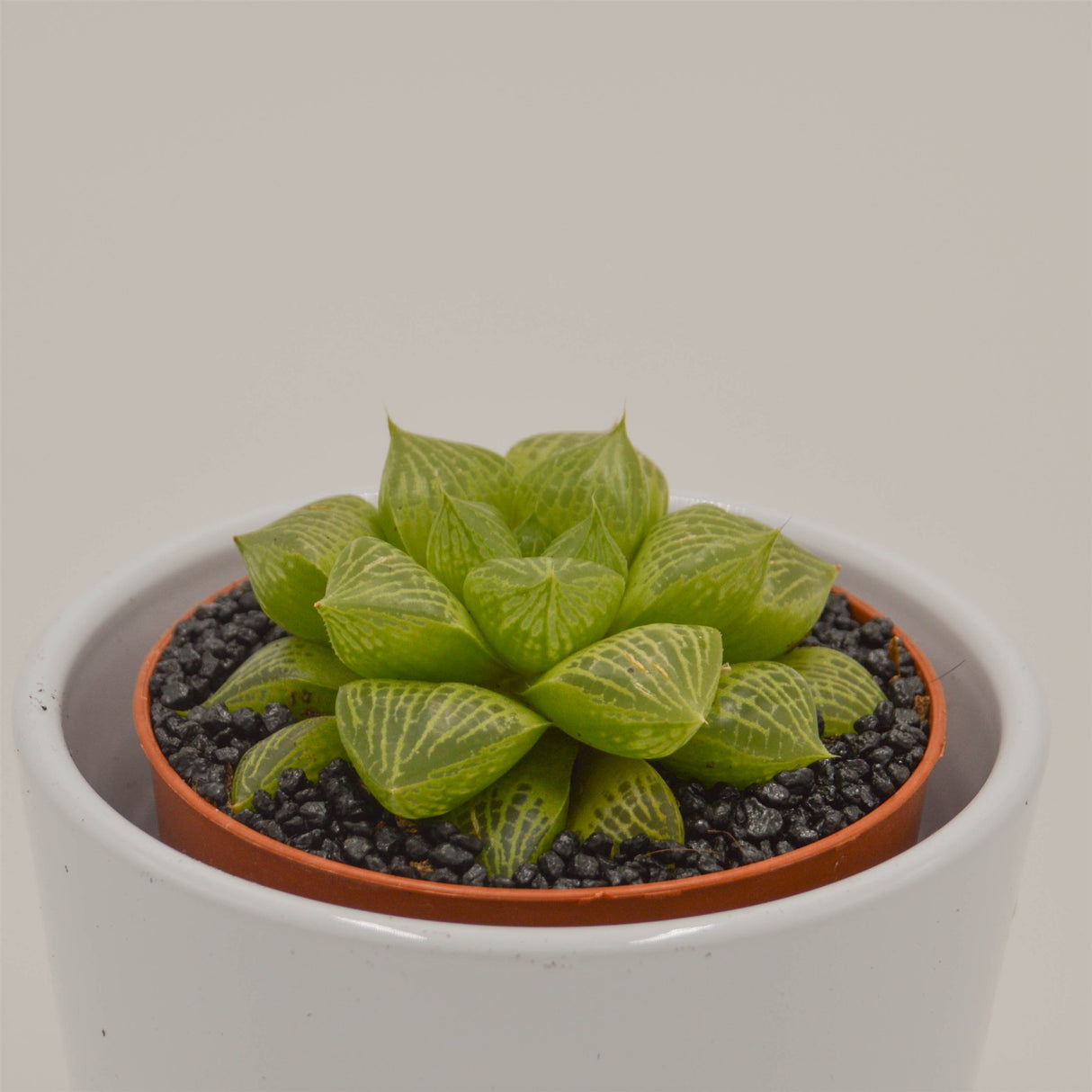 Haworthia comptoniana Hybride - 8,5cm