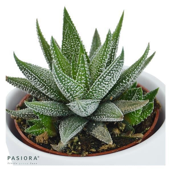 Hei Haworthia - 3er Sukkulenten-Mix