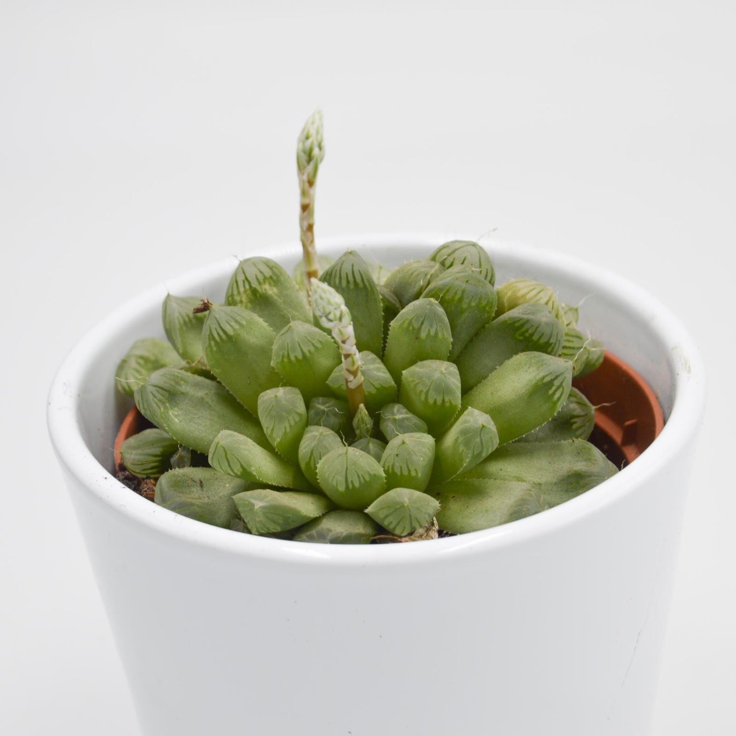 Haworthia cooperi var. obtusa - 10,5cm
