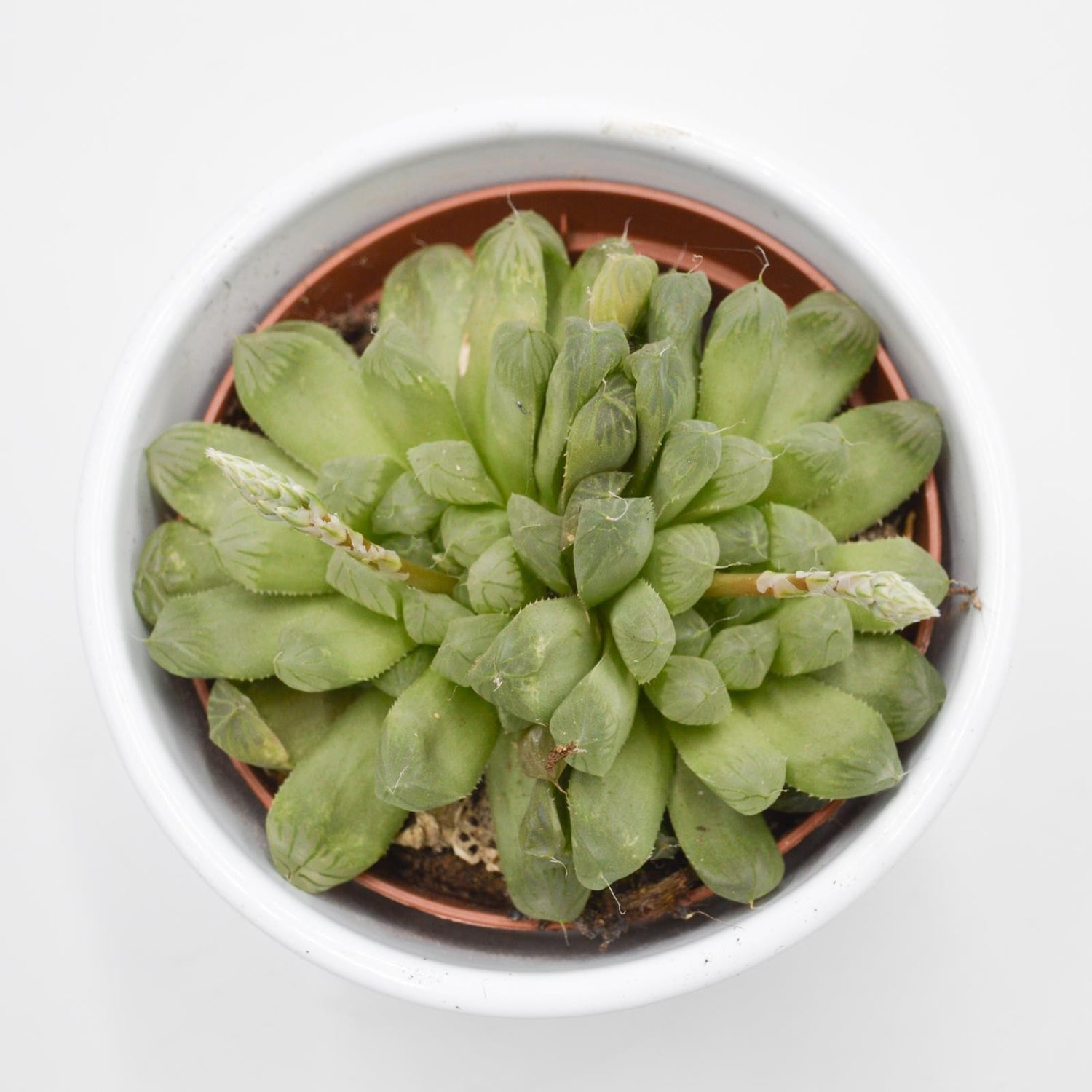 Haworthia cooperi var. obtusa - 10,5cm