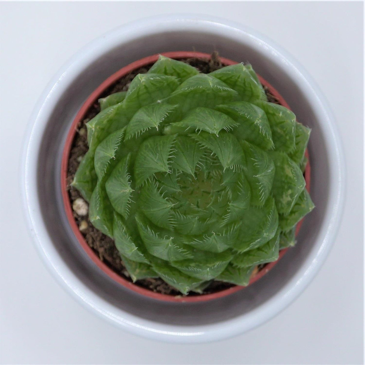 Haworthia cooperi var. picturata - 5,5cm