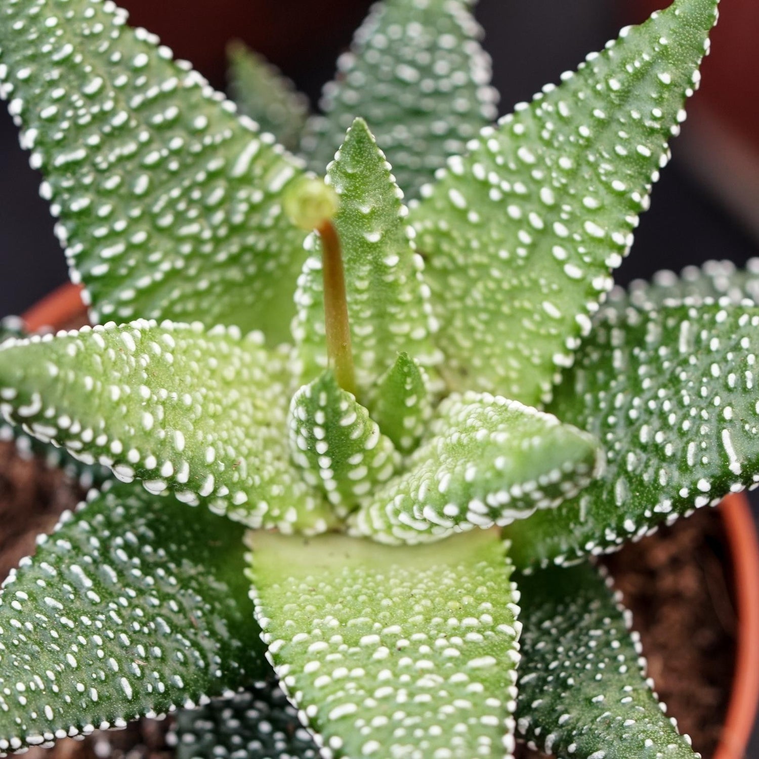 Haworthia Eon - 5,5cm