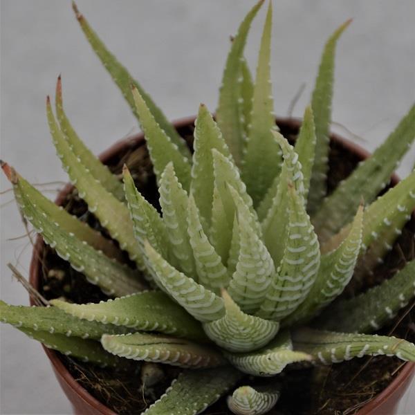 Haworthia fasciata Variegata - 6,5cm