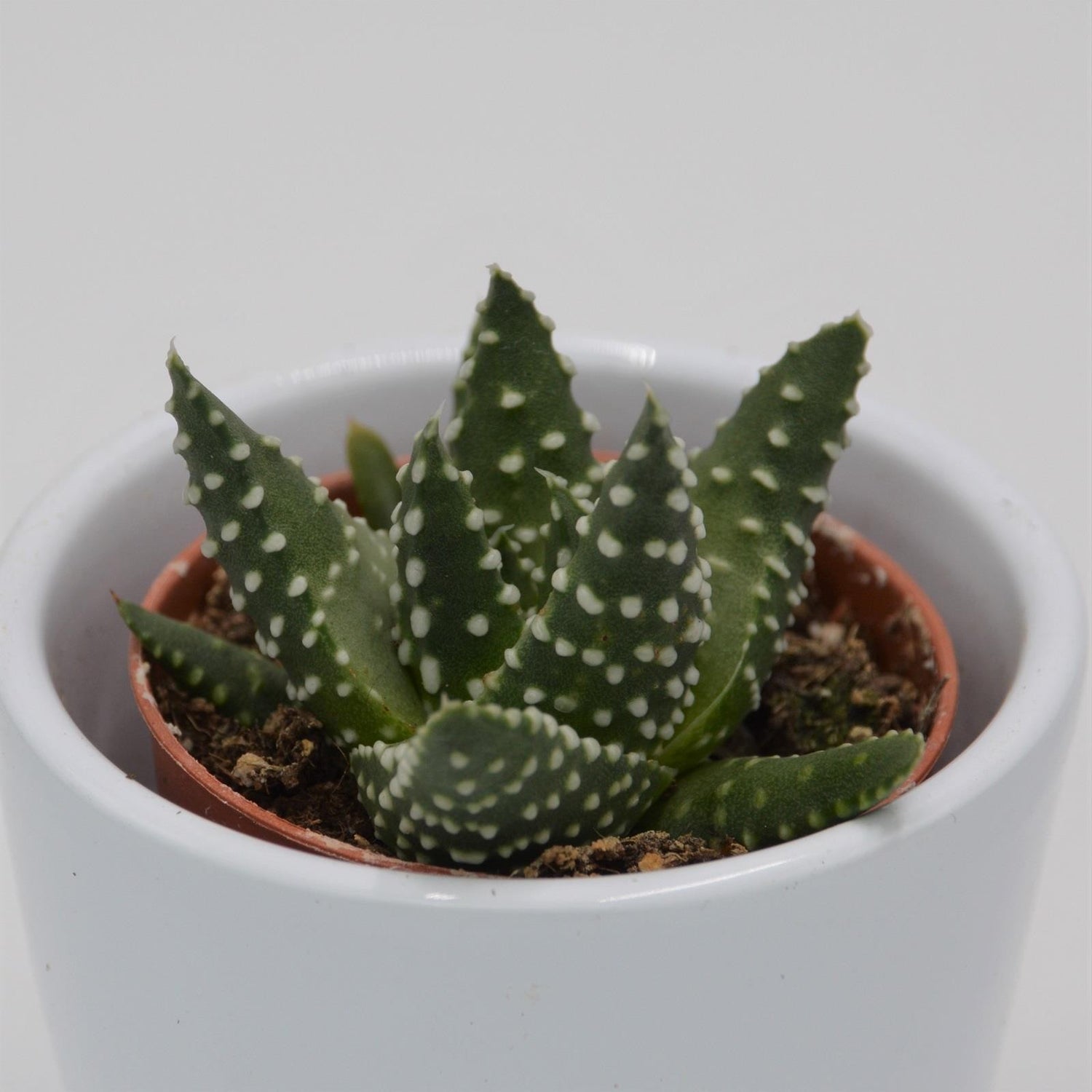 Haworthia margaritifera - 5,5cm