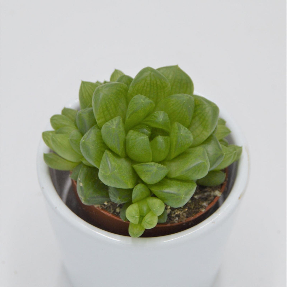 Haworthia obtusa - 5,5cm