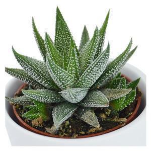 Hei Haworthia, 3 Stück