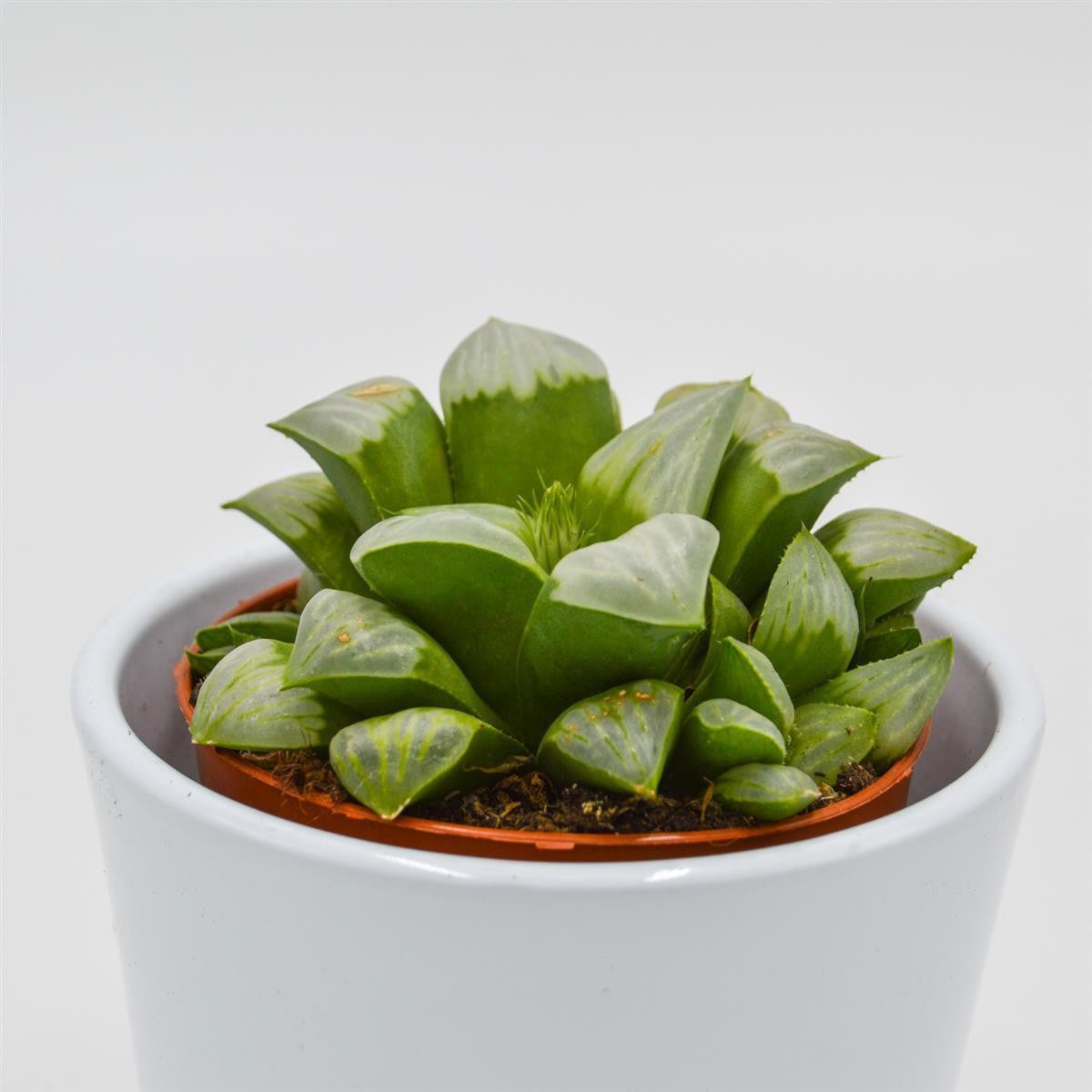 Haworthia retusa ssp. white - 8,5cm