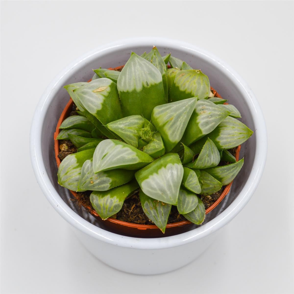 Haworthia retusa ssp. white - 8,5cm