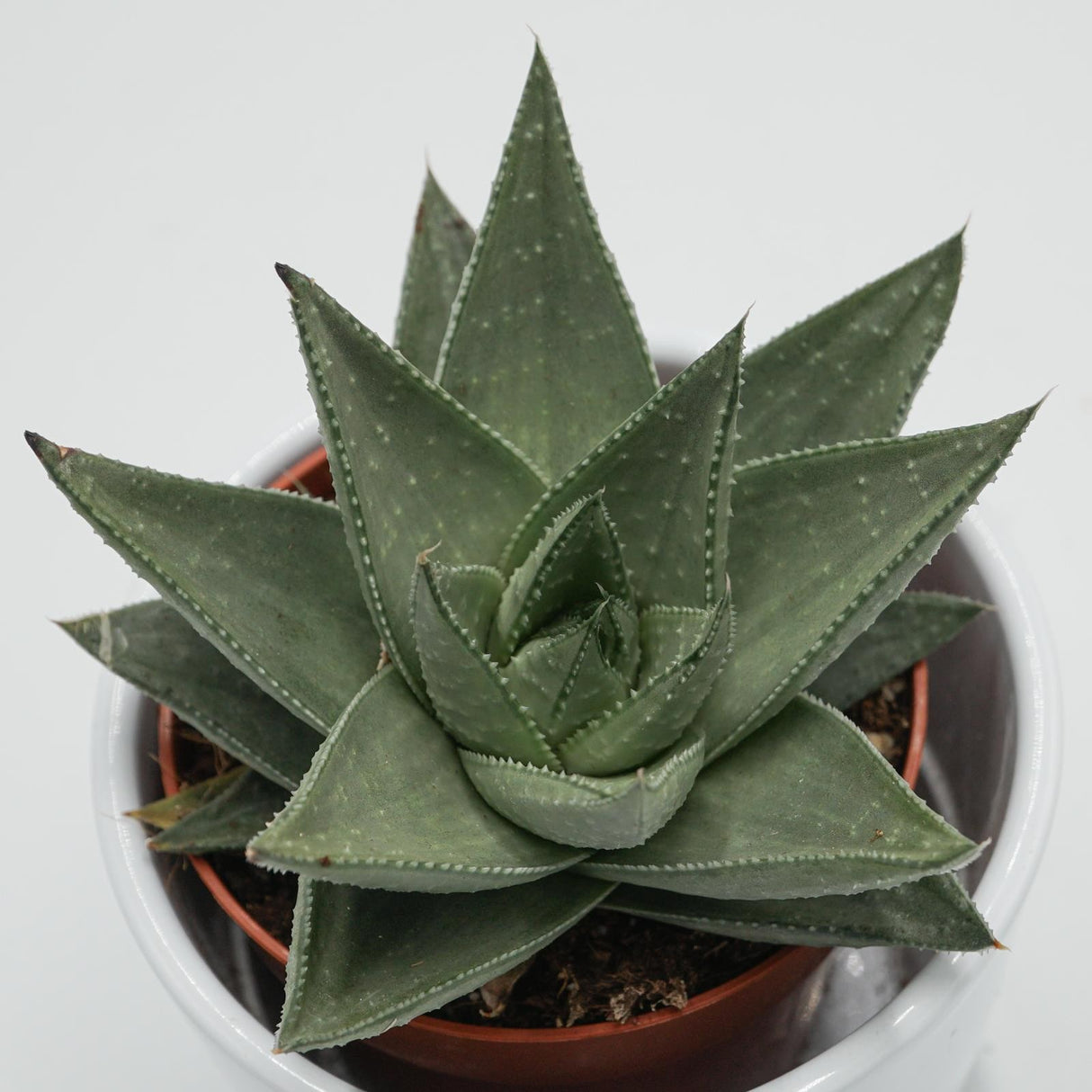 Haworthia Savanna - 8,5cm