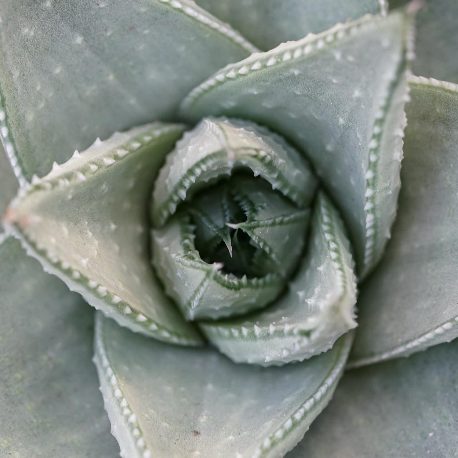 Haworthia Savanna - 8,5cm