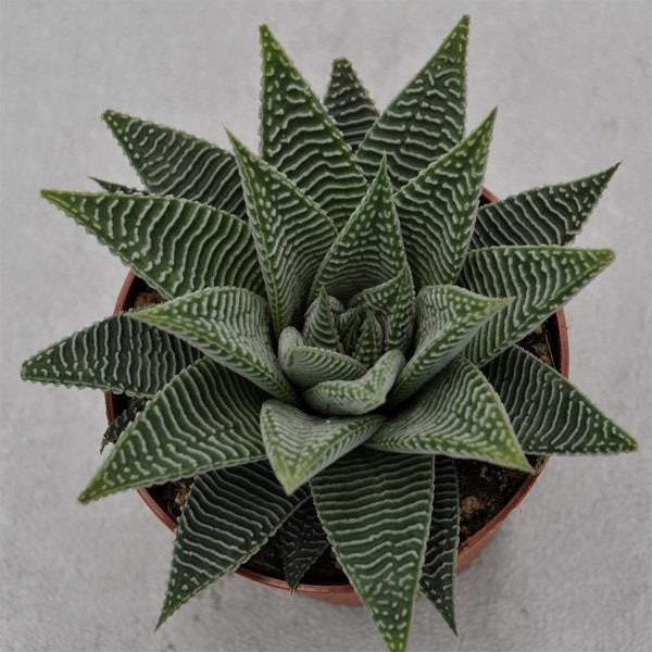 Haworthia Spider White - 8,5cm