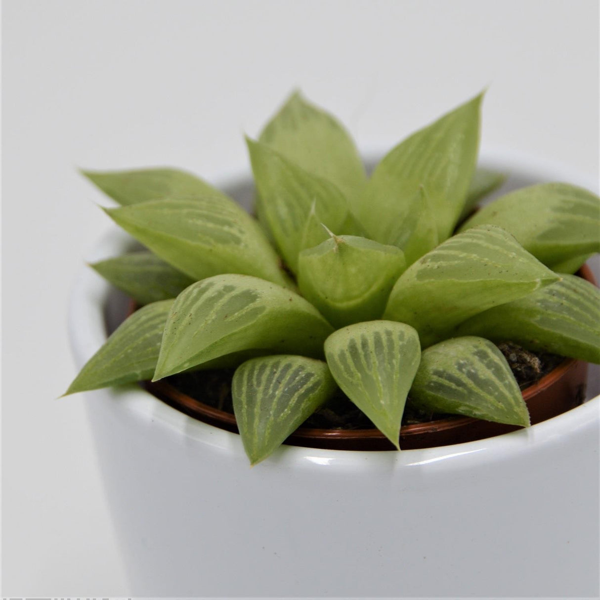 Haworthia turgida - 5,5cm