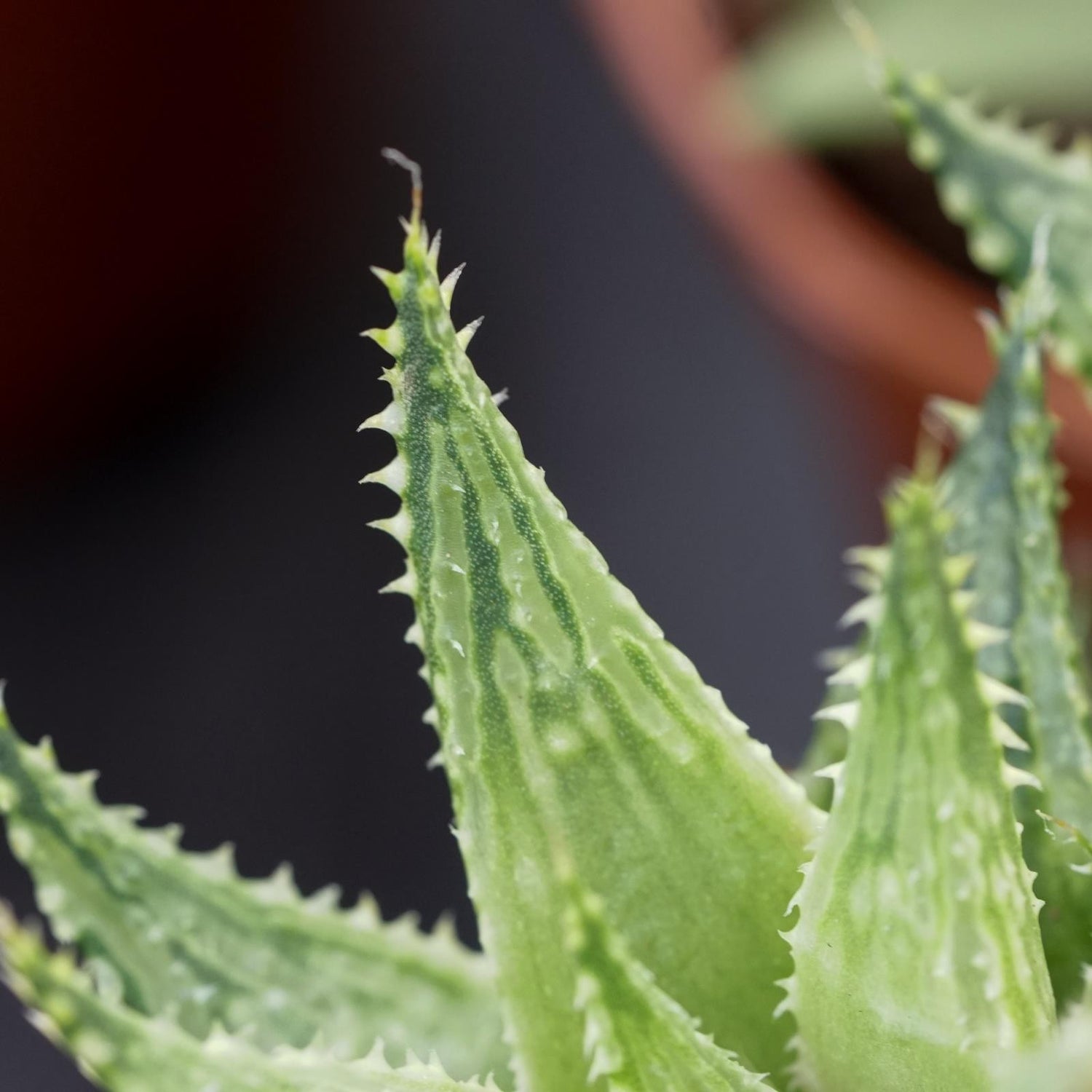 Haworthia Vivaldi - 5,5cm