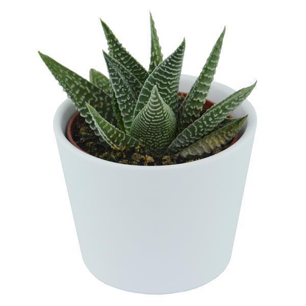 Haworthia fasciata Zebra - 6cm