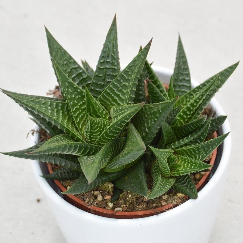Haworthia limifolia - 10,5cm
