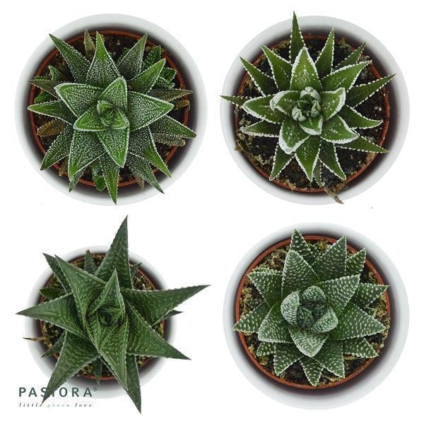 Hei Haworthia, 3 Stück