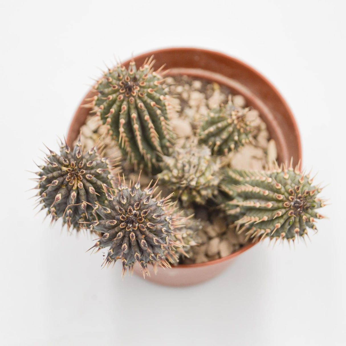 Hoodia gordonii - 8,5cm