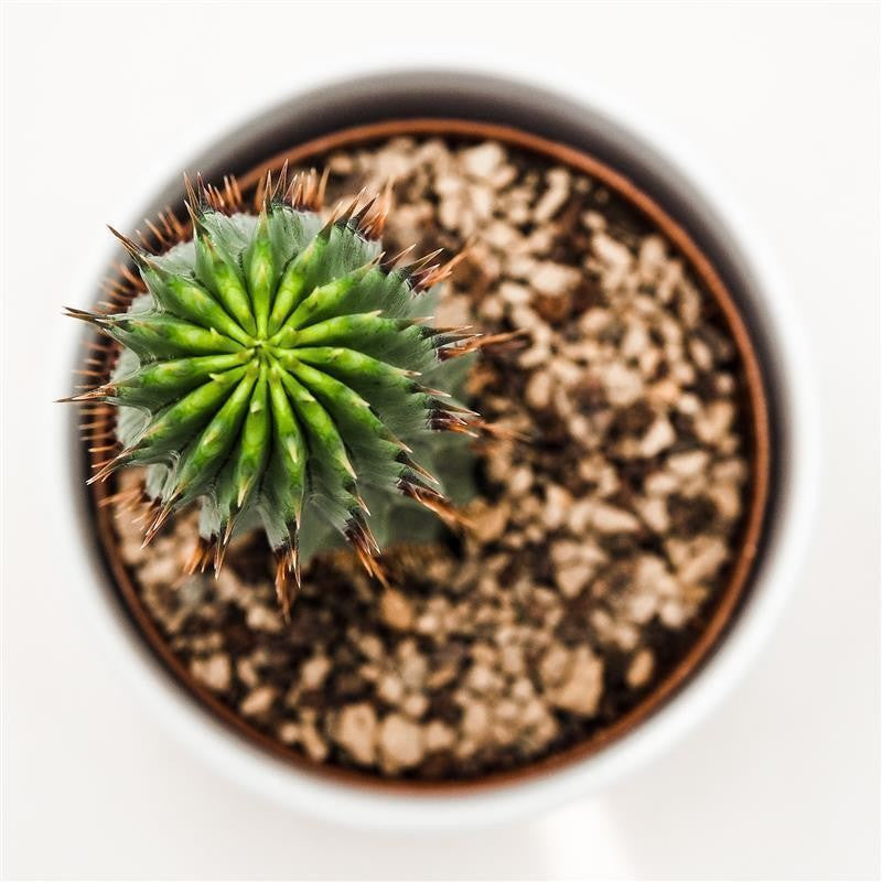 Hoodia gordonii - 10,5cm