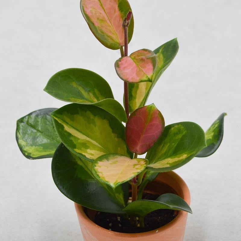 Hoya australis Lisa - 6cm