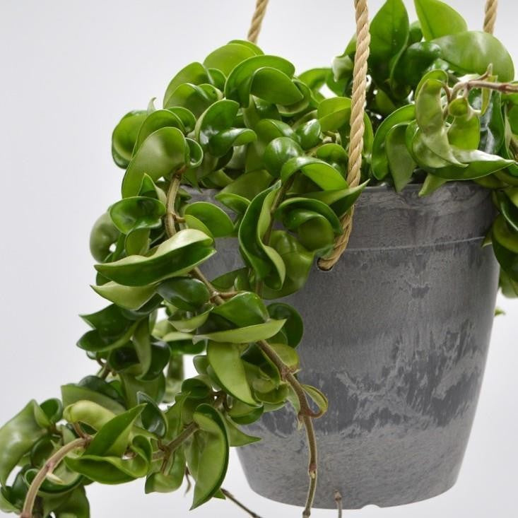 Hoya compacta im Übertopf - 15cm