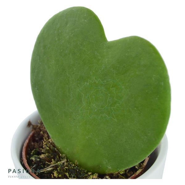 Sukkulenten Selektion, 3 Stück